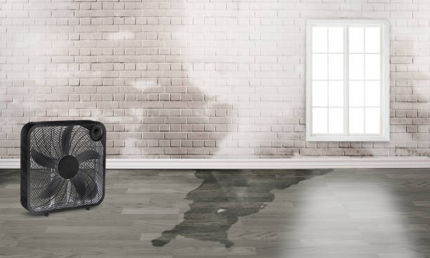 Best Ceiling water damage repair  in St James, MO